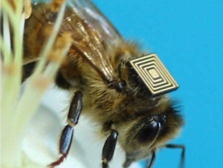 rfid bee tracking|honey bee rfid tracking.